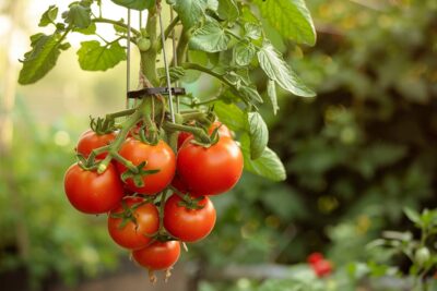 Maximisez votre espace: découvrez comment cultiver des tomates à l'envers et récolter plus